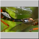 Tanyptera atrata - Holzschnake 05h Paarung OS-Wallenhorst Tongrube.jpg